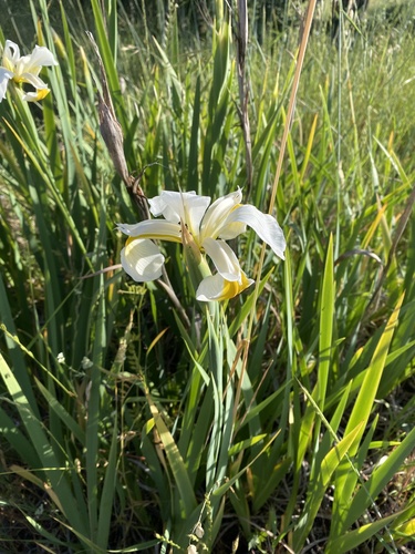 iNaturalist observation photo of Turkish Iris