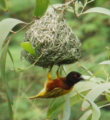 Golden-backed Weaver
