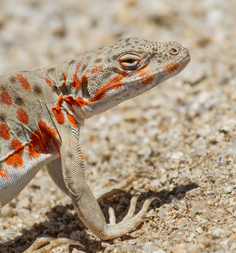 Long-nosed Leopard Lizard