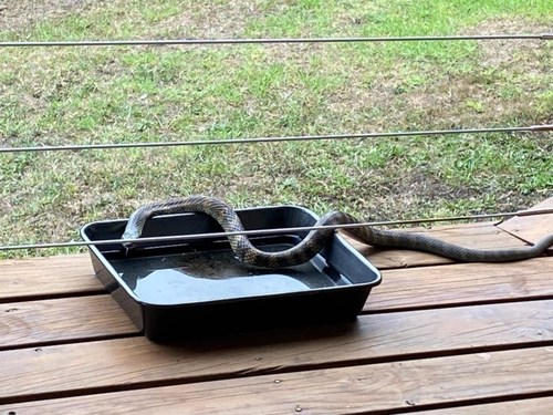 Tiger Snake sighting