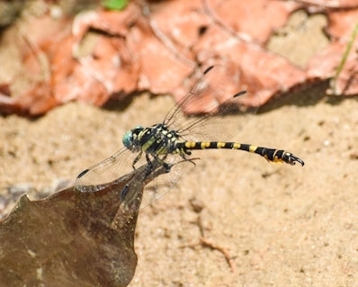 Paragomphus lindgreni