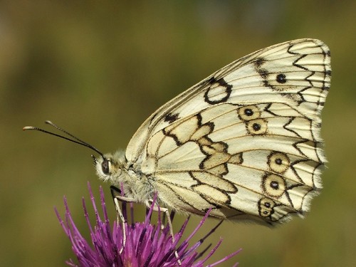 Esper's Marbled White
