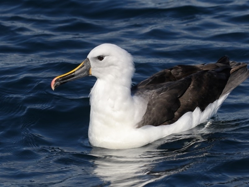 Indian Yellow-nosed Albatross photo
