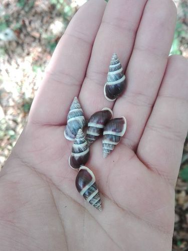 Caucasicola raddei
