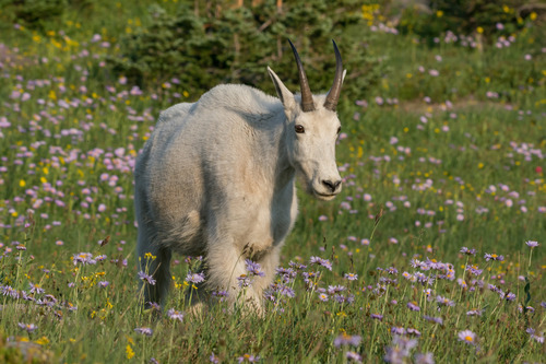 Mountain Goat