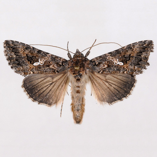 Cabbage Looper Moth