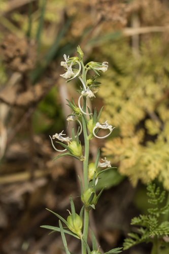 Linaria chalepensis (L.) Mill.