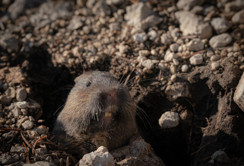 Western Pocket Gophers from Bernalillo County, NM, USA on April 30