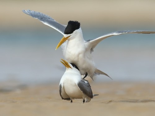 Great Crested Tern