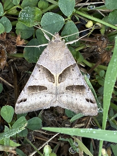 Forage Looper Moth