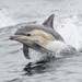 Delfiini - Photo (c) leo_in_merimbula, kaikki oikeudet pidätetään