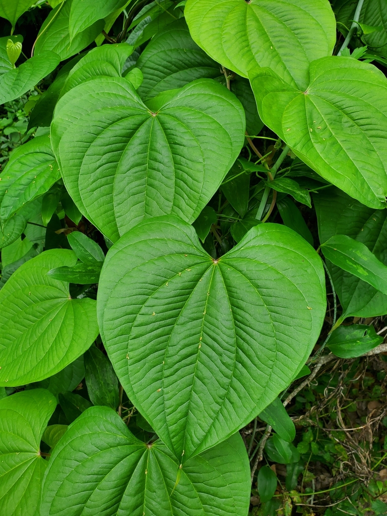 Dioscorea bulbifera — a medium houseplant, prefers full sun light