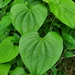 Dioscorea bulbifera - Photo (c) Paurava Thakore, כל הזכויות שמורות, uploaded by Paurava Thakore