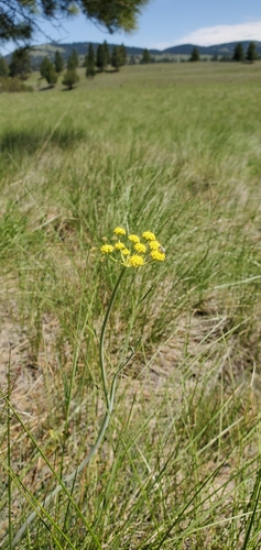 iNaturalist observation 2021-06-08