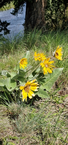 iNaturalist observation 2021-06-08