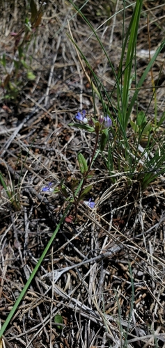 iNaturalist observation 2021-06-08