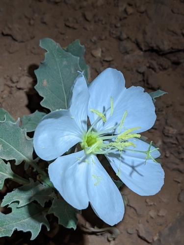 fragrant evening primrose