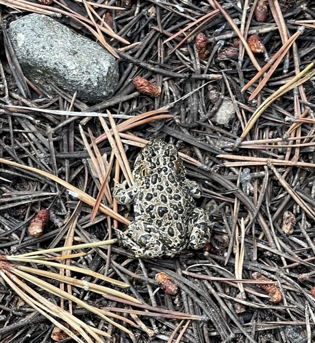 iNaturalist observation photo of Yosemite Toad
