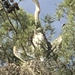 photo of Great Blue Heron (Ardea herodias)