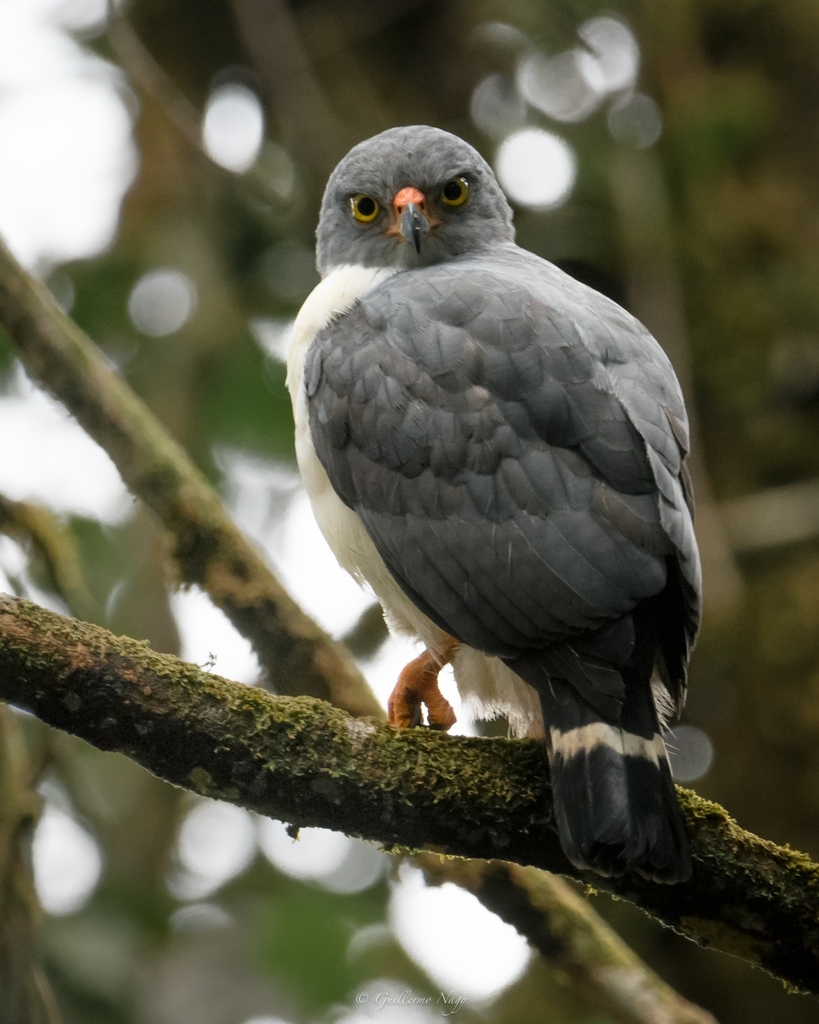 Semiplumbeous Hawk from Bahía Solano, Choco, Colombia on January 20 ...