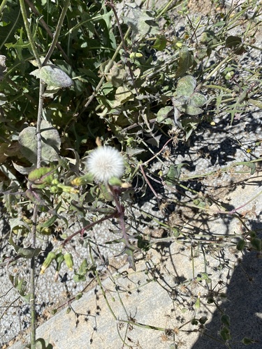 photo of Sow Thistles (Sonchus)
