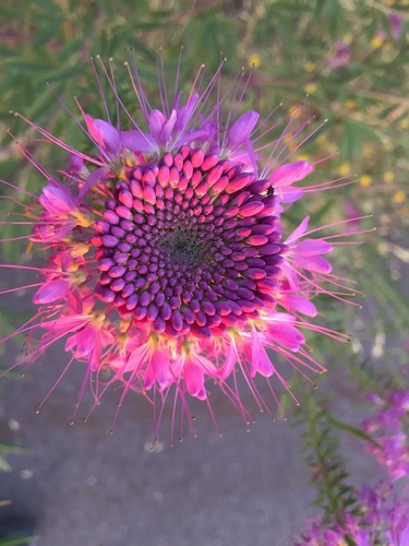 Rocky Mountain Beeplant
