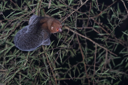 East African Potto