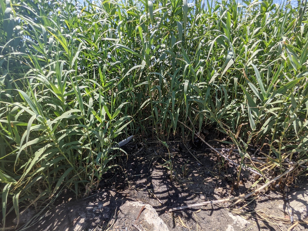 Giant Reed Stock Fodder giant reed from Fresno County, CA, USA on May 31, 2021 at 01:39 PM by ...