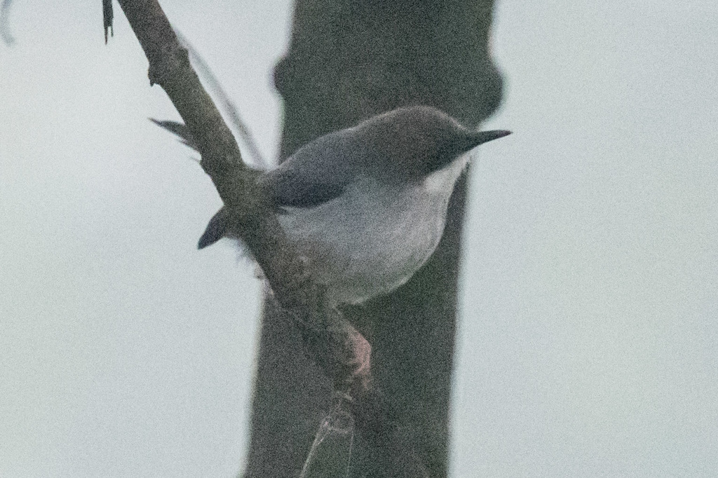 Brown-headed Apalis From Ngorongoro, Tanzania On April 13, 2021 At 08: ...