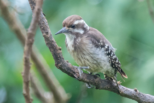 Brown-backed Woodpecker