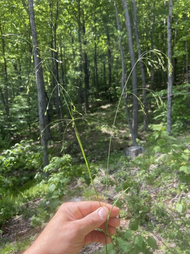 Poa saltuensis ssp. saltuensis