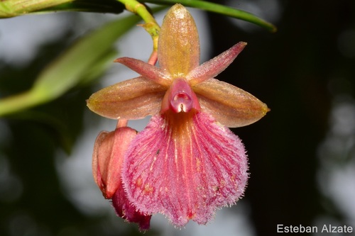 Epidendrum arevaloi image