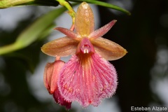 Image of Epidendrum arevaloi