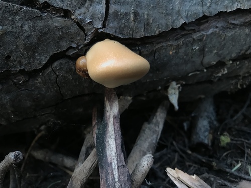 iNaturalist observation photo of Veiled Polypore