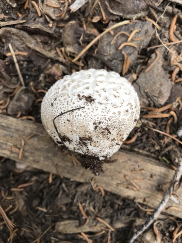 iNaturalist observation photo of Sculptured Puffball