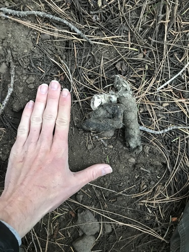 iNaturalist observation photo of Carnivorans