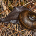 Cannibal Snails - Photo (c) Danilo Hegg, all rights reserved, uploaded by Danilo Hegg