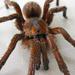 Amber Baboon Spider - Photo (c) Willemina v/d Harst-De Wet, all rights reserved, uploaded by Willemina v/d Harst-De Wet