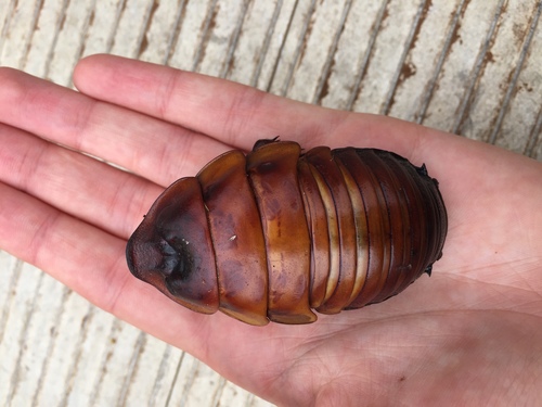 Giant Burrowing Cockroach (Macropanesthia rhinoceros) · iNaturalist