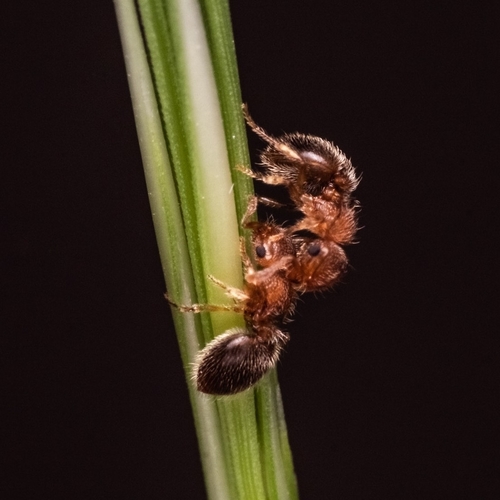 Meranoplus rothneyiMeranoplus rothneyi