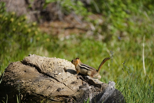 iNaturalist observation photo of Common Golden-mantled Ground Squirrel