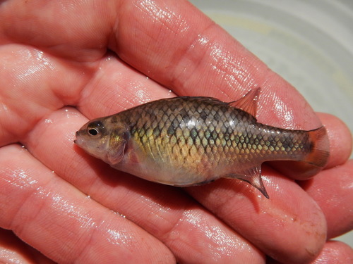 Golden pygmy perch