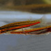 Galaxiella pusilla - Photo (c) john lenagan, todos los derechos reservados, subido por john lenagan