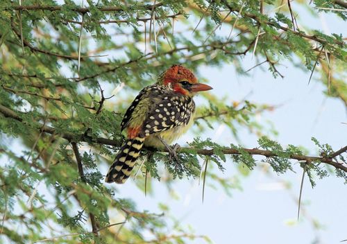 Red-and-yellow Barbet