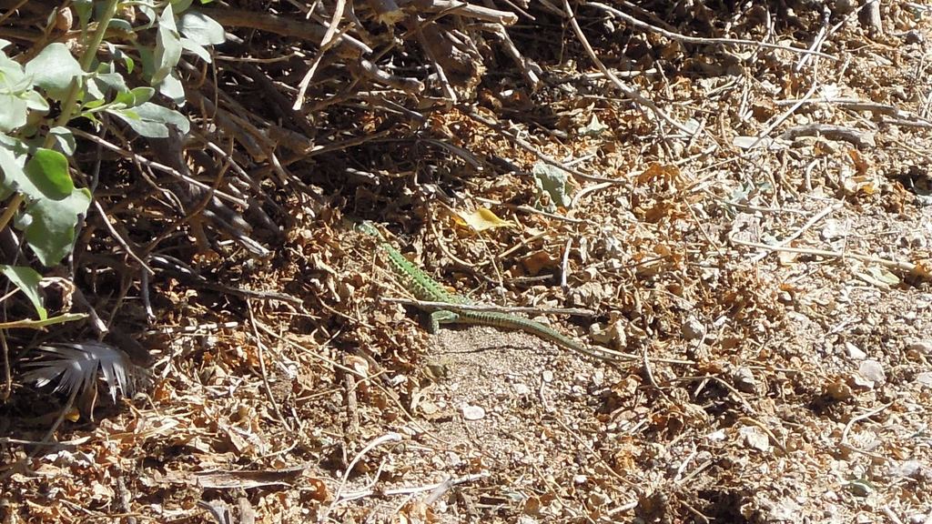 Northern Italian Wall Lizard From Chateau D If On June 15 2012 By Zack   Large.JPG