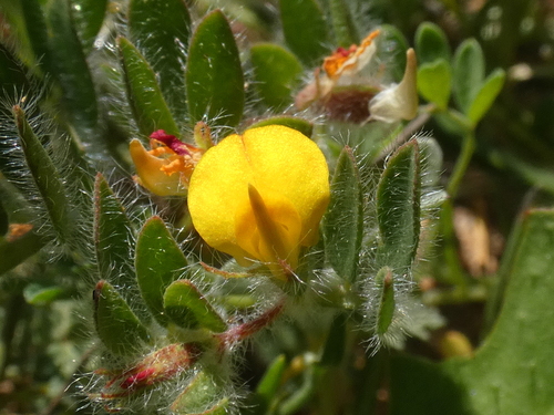Acmispon subpinnatus