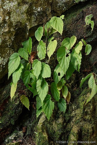 Begonia pendula (Begonia pendula)