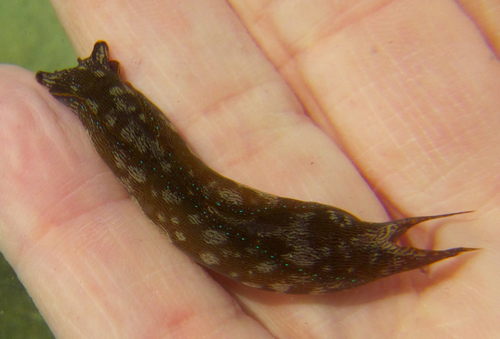 Riddle Navanax