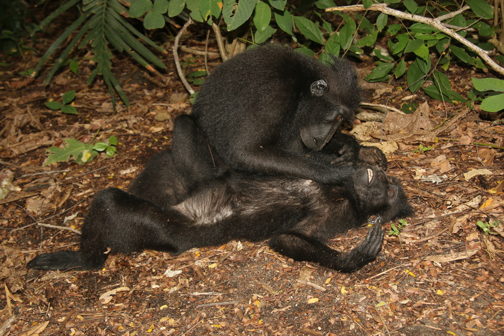 crested black macaque mating