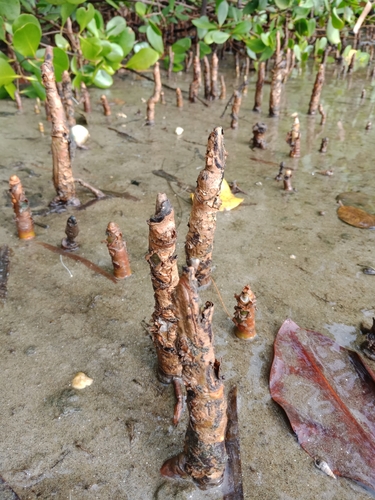 Apple Mangrove